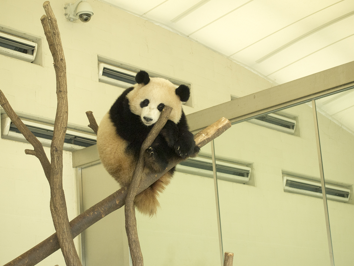 みんなの人気者パンダが気に泊まっています。子どもパンダは実を守るために木の上で寝る修正があるそうです。
